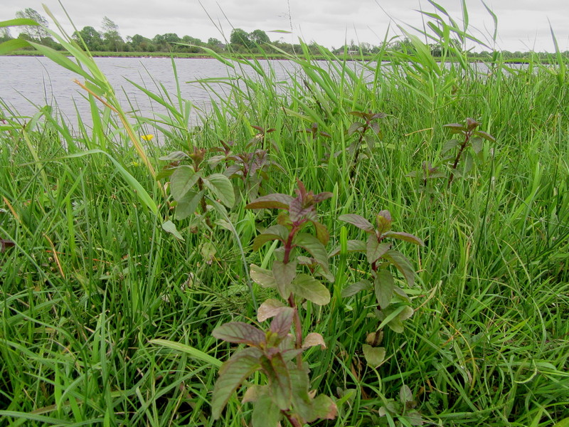 Mentha aquatica..JPG