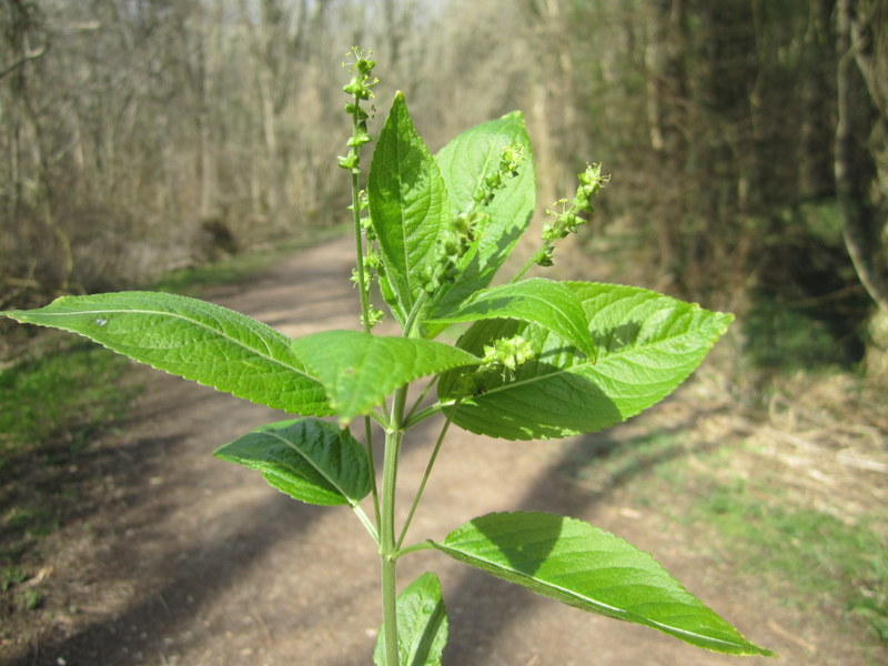 MERCURIALIS  PERENNIS  female  DOGS  MERCURY 24-Mar-12 12-24-56 PM.JPG