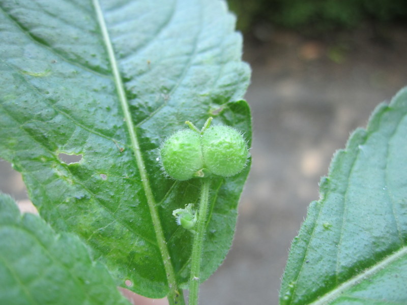 MERCURIALIS  PERENNIS  female  DOGS  MERCURY 25-May-12 12-43-35 PM.JPG