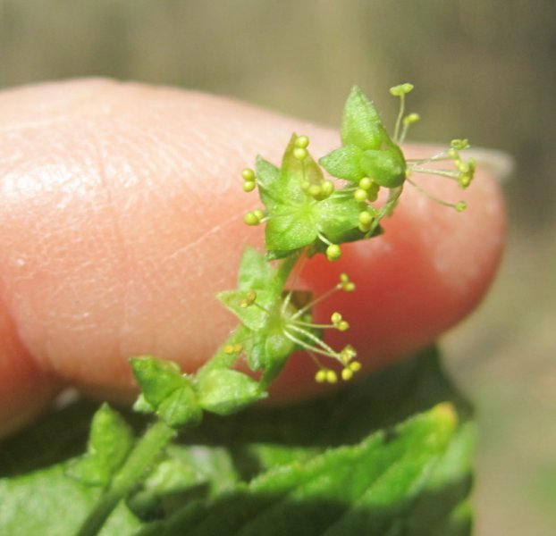 MERCURIALIS  PERENNIS  male  DOGS  MERCURY 24-03-2012 12-25-37.JPG