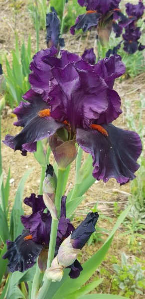 Midnight Majesty 2.jpg