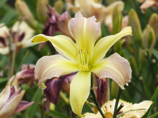 milady greensleeves.jpg