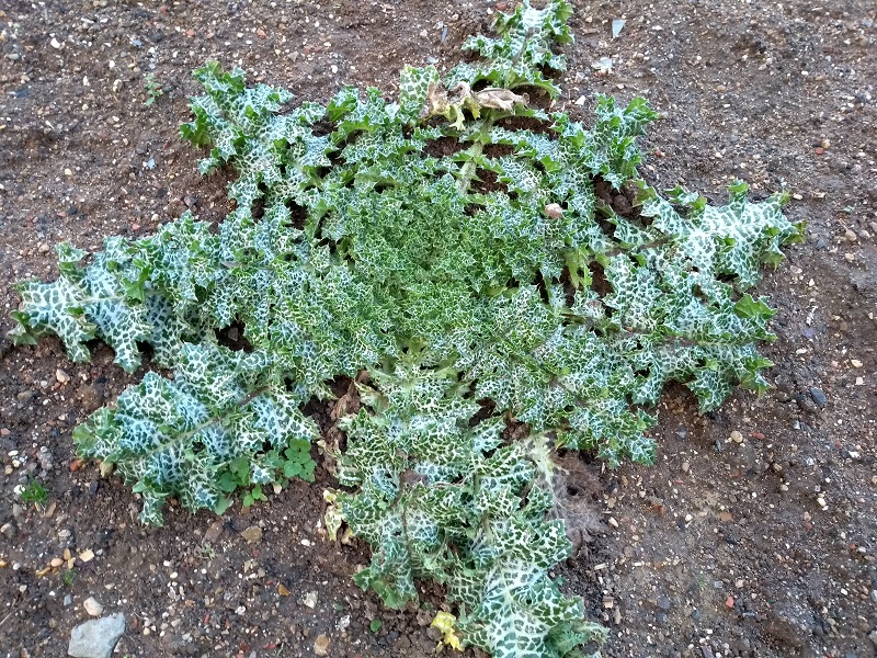 milk thistles.jpg