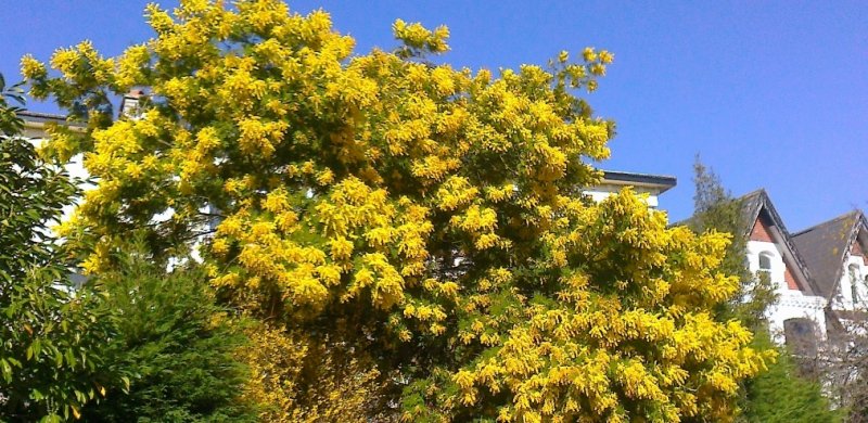 mimosa_yellow.jpg