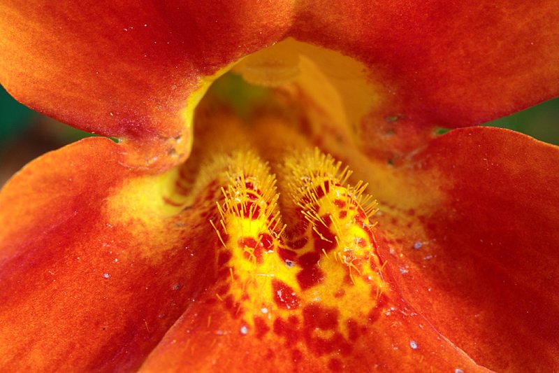 Mimulus-close-up.jpg