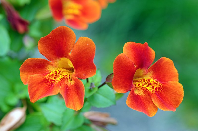 Mimulus-red-f8.jpg