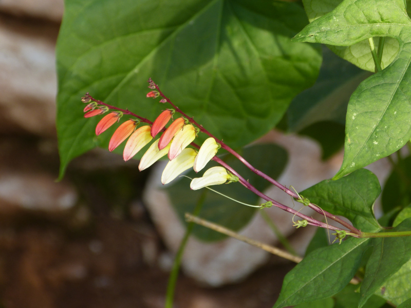 Mina lobata.JPG