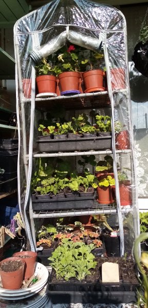 Mini-greenhouse on balcony table 26th March 2022.jpg