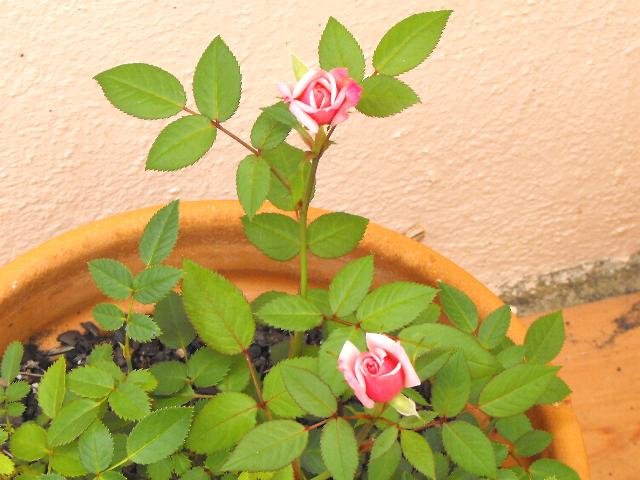 Mini Rose 6 Jun 13.JPG