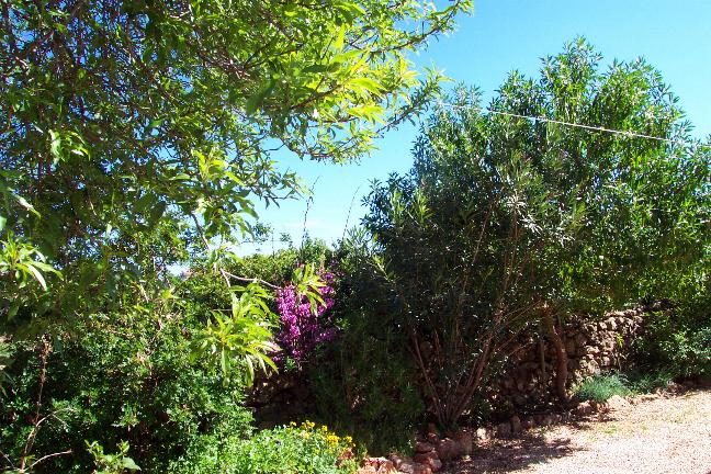 Mioporo 11 Mar 08.JPG