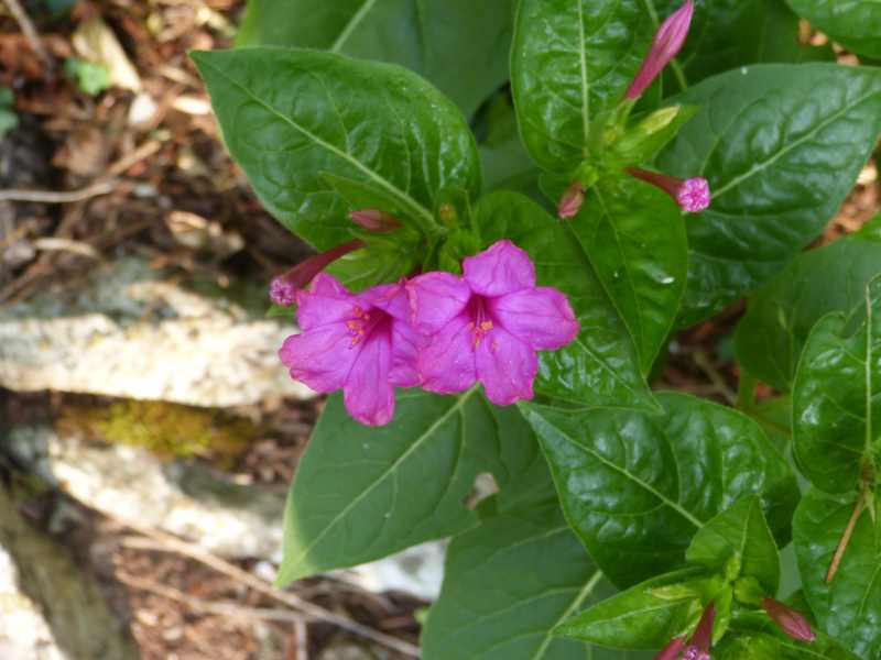 Mirabalis jalapa 1.JPG
