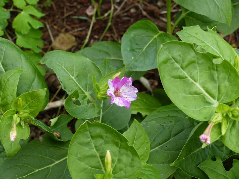 Mirabalis jalapa.JPG