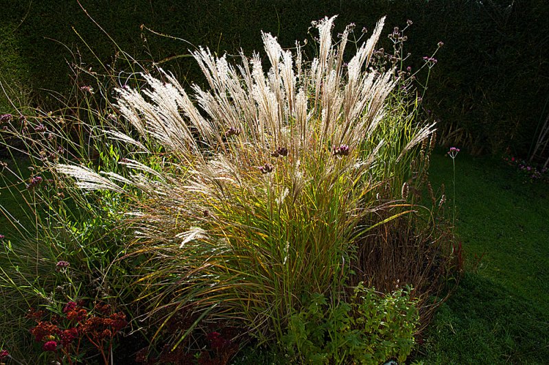 Miscanthus-starlight-backlit-2.jpg