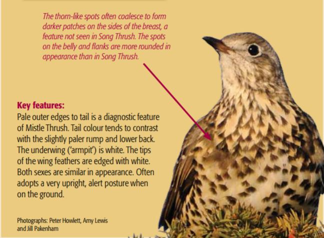 Mistle Thrush.JPG