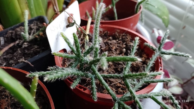 Mistletoe Cactus (Rhipsalis pilocarpa) 2024 001.jpg