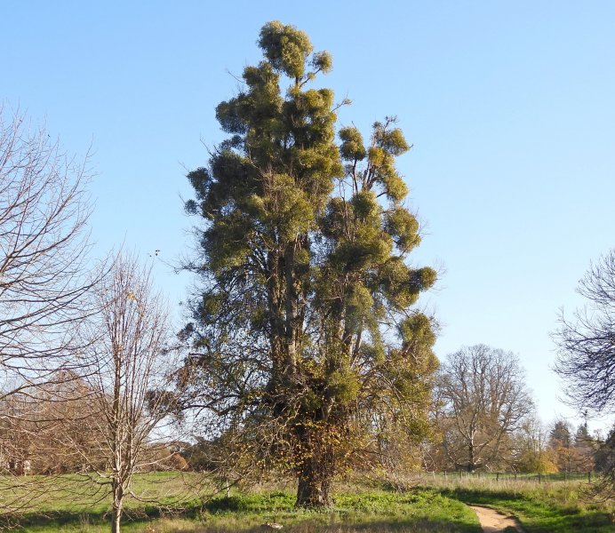 Mistletoe tree.jpg
