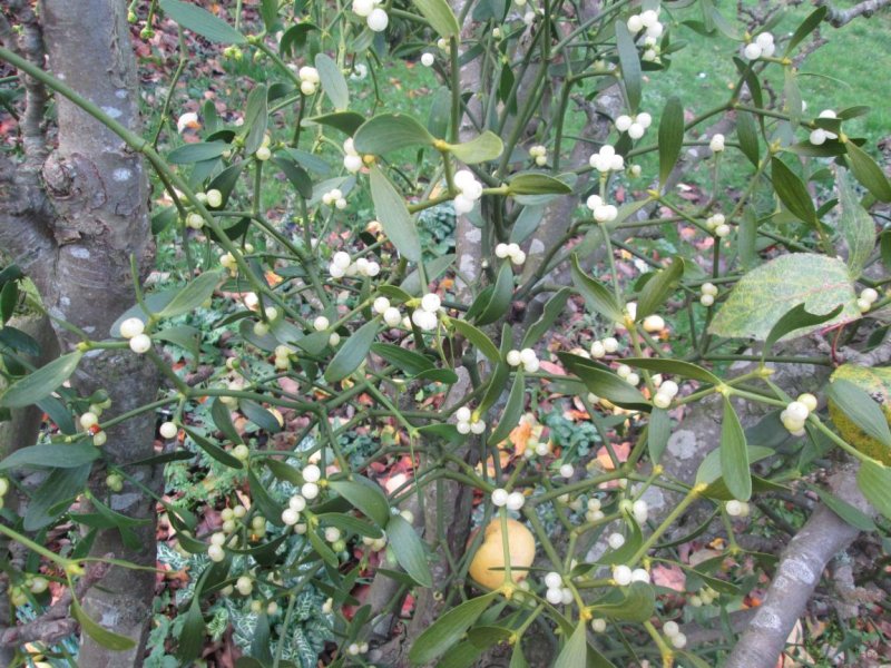 mistletoe4Sm.jpg