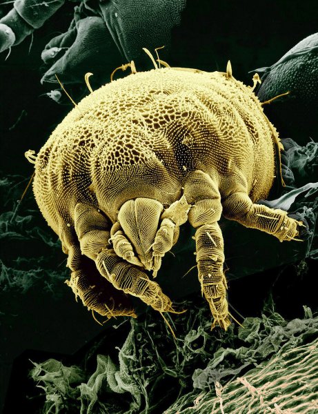mite-usda.jpg