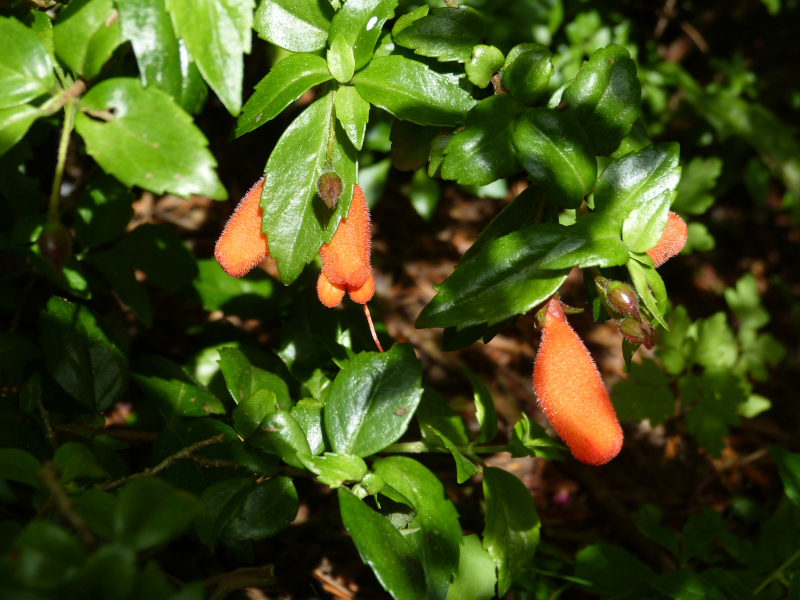 Mitraria coccinea Lake Puyehue.JPG