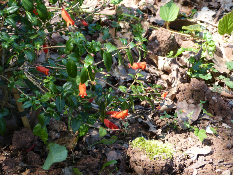 Mitraria coccinea2.JPG