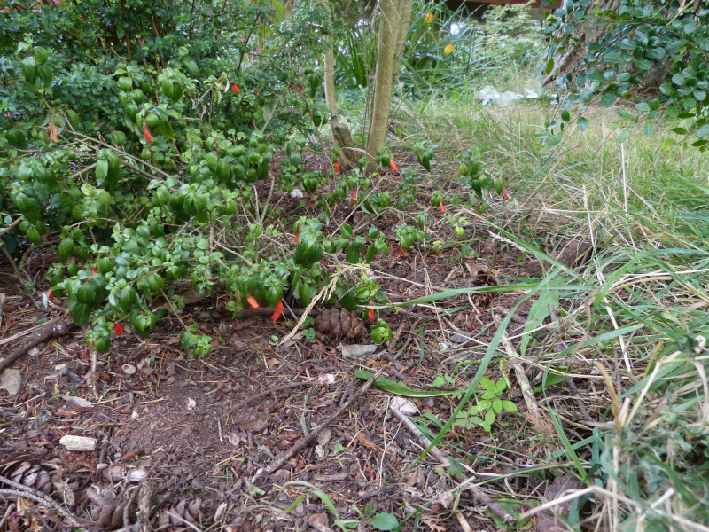Mitraria coccines Lake Puyehue.JPG