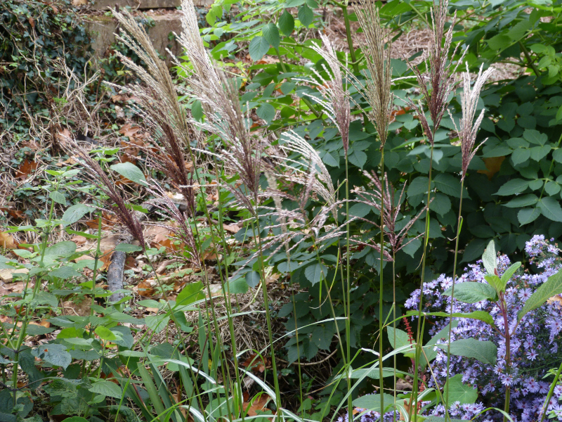 Molina caerulea Karl Forster.JPG