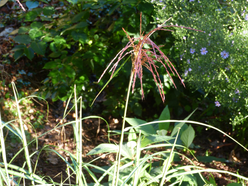 Molinia caerula Karl Foerster.JPG