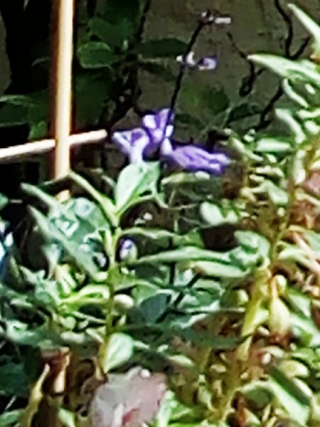 Mona Lavender 2 13 Sep 21.jpg