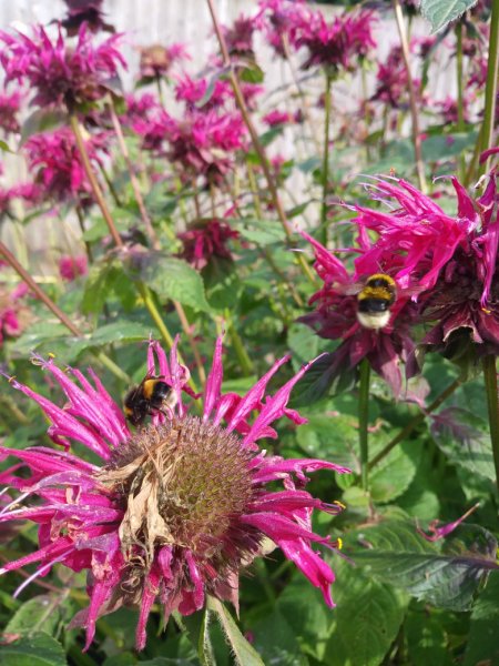MonardaBee.jpg