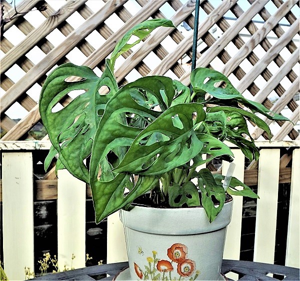 Monstera adansonii.jpg