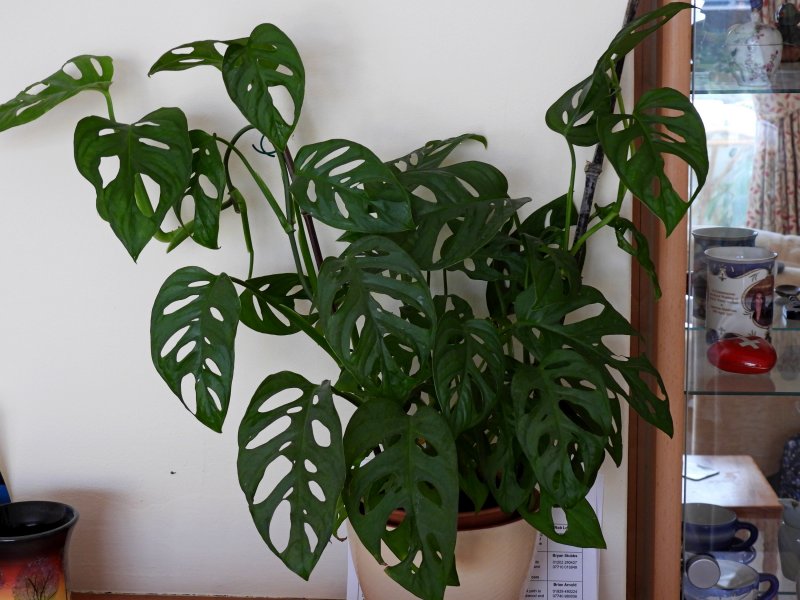 monstera.JPG