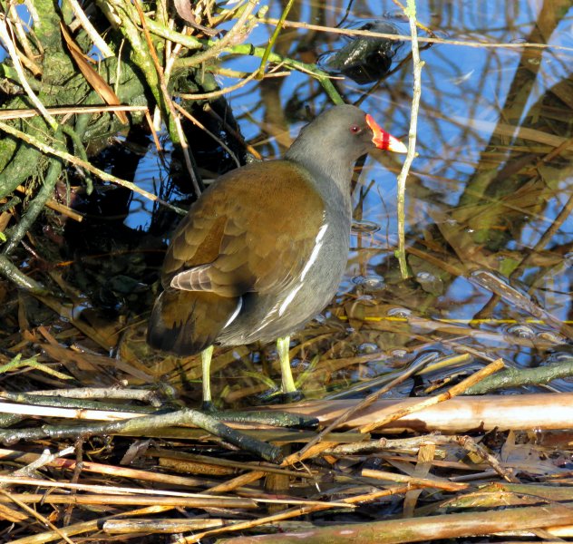 MOORHEN.JPG