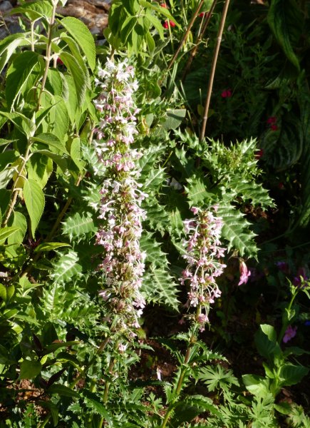 Morina longifolia 2.JPG