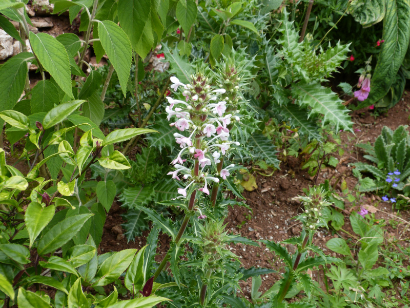 Morina longifolia.JPG