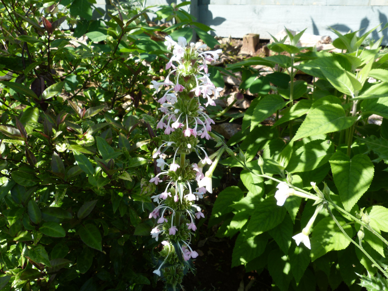 Morina longifolia.JPG