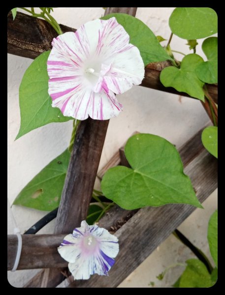 Morning Carnaval 28 Apr.jpg