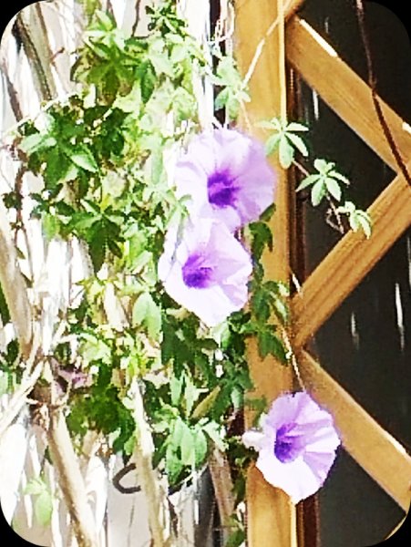 Morning Glory 20 Jun 25.jpg