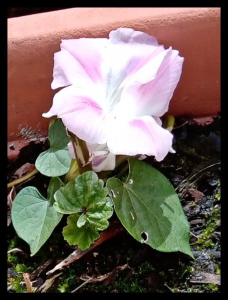 Morning Glory 26 Mar.jpg