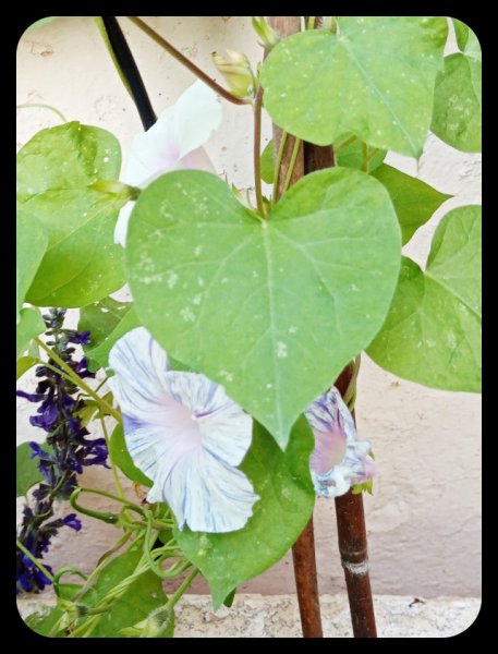 Morning Glory Carnaval2 28 Apr.jpg