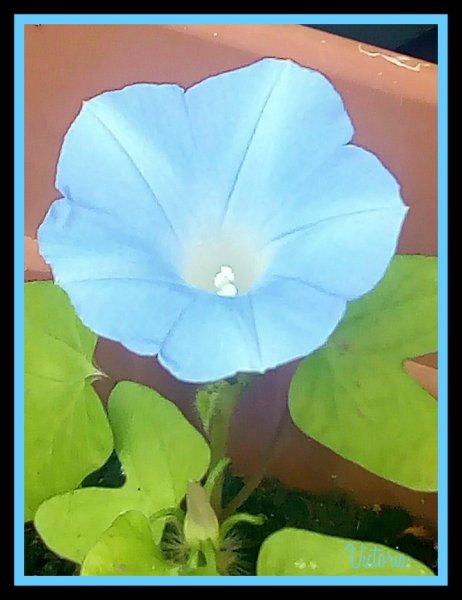 Morning Glory CARNEVALE DI VENEZIA.jpg