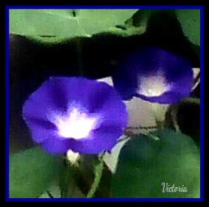 Morning Glory cropped 10 Sep 19.jpg