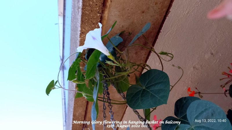 Morning Glory flowering in hanging basket on balcony 13th August 2022 001.jpg