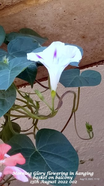 Morning Glory flowering in hanging basket on balcony 13th August 2022 002.jpg