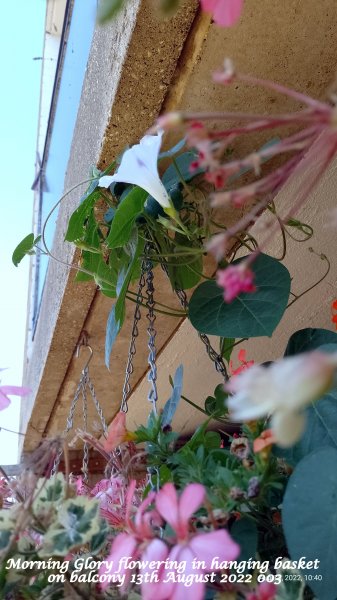 Morning Glory flowering in hanging basket on balcony 13th August 2022 003.jpg