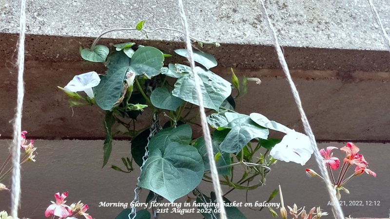 Morning Glory flowering in hanging basket on balcony 21st August 2022 001.jpg