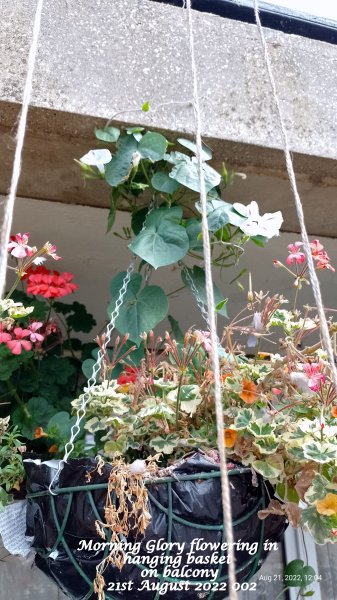 Morning Glory flowering in hanging basket on balcony 21st August 2022 002.jpg
