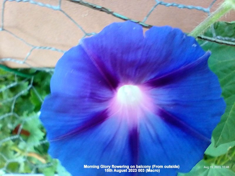 Morning Glory flowering on balcony (From outside) 15th August 2023 003 (Macro).jpg