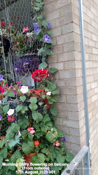 Morning Glory flowering on balcony (From outside) 17th August 2023 001.jpg