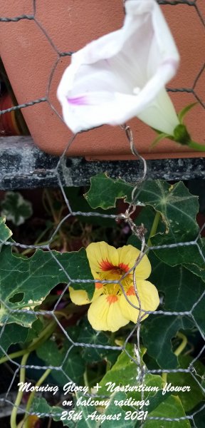 Morning Glory + Nasturtium flower on balcony railings 28th August 2021.jpg