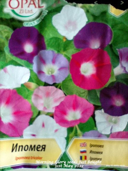 Morning Glory seeds just bought 31st May 2022.jpg